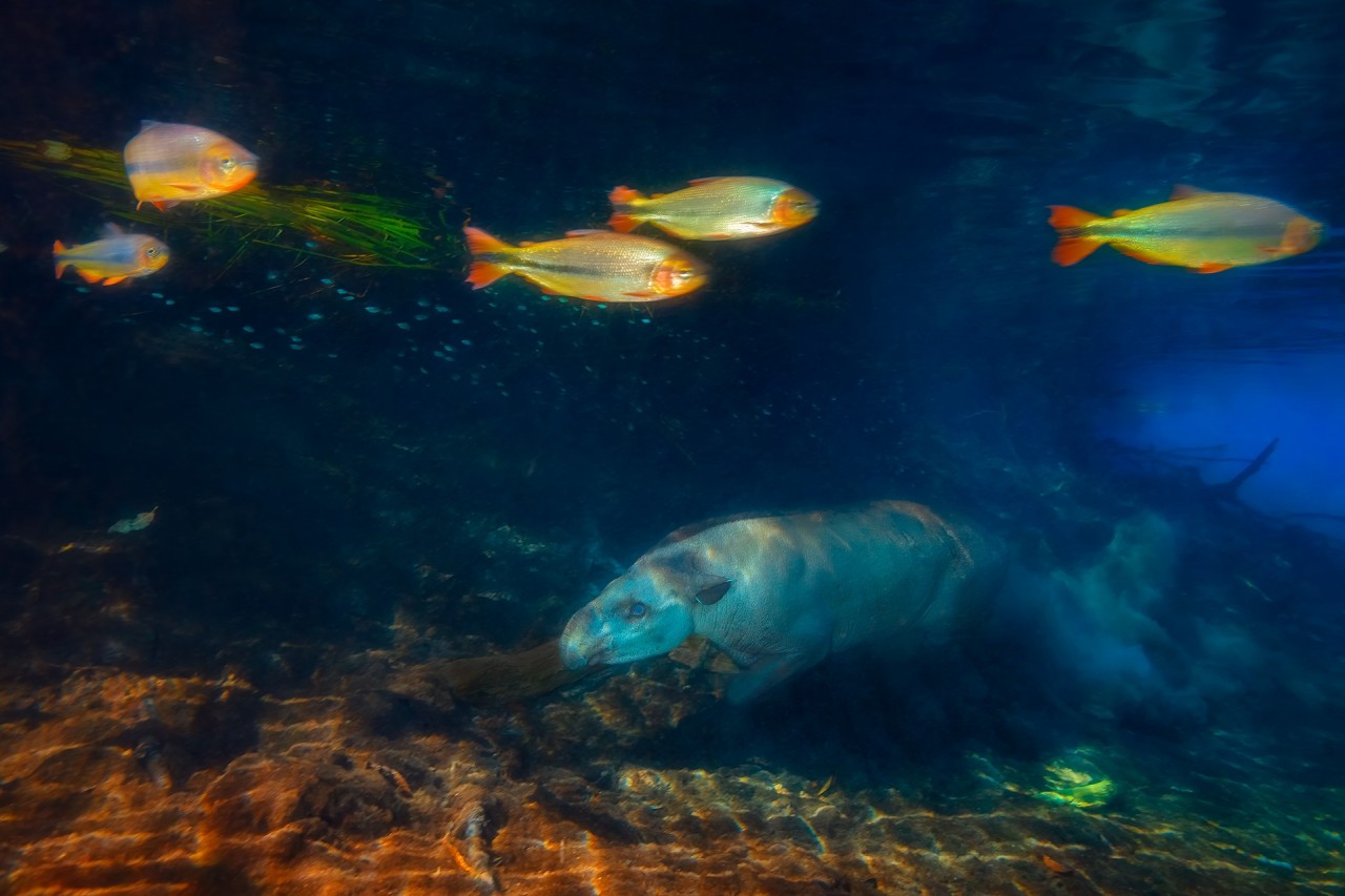 Лучшие снимки с конкурса Nature Photographer of the Year 2019