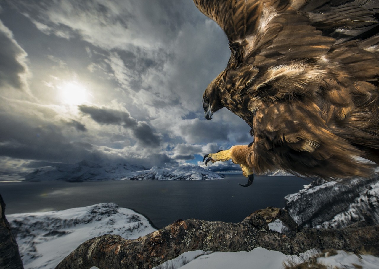 Лучшие снимки с конкурса Nature Photographer of the Year 2019