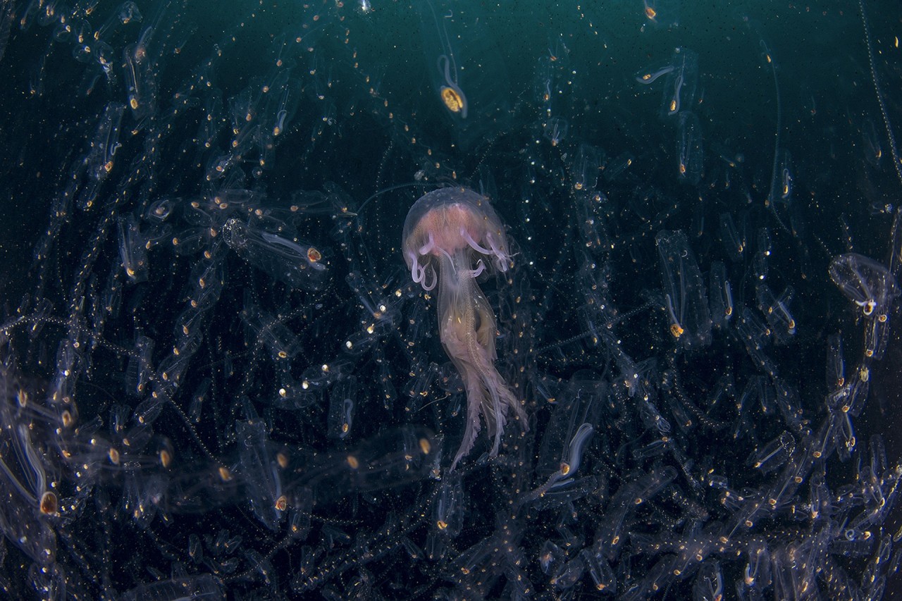 Лучшие снимки с конкурса Nature Photographer of the Year 2019