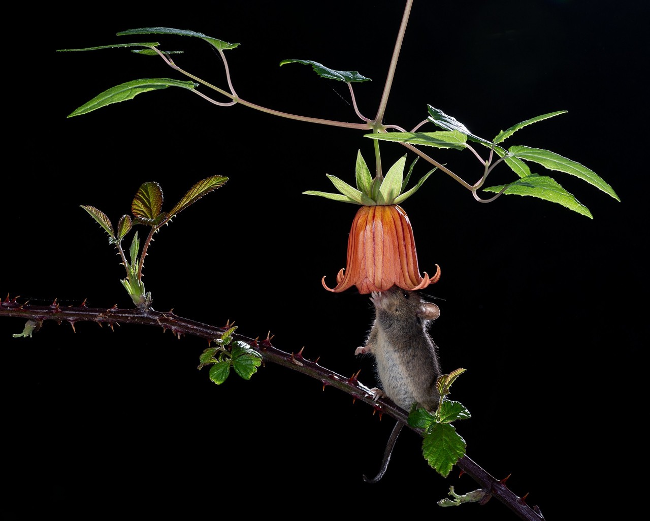 Лучшие снимки с конкурса Nature Photographer of the Year 2019