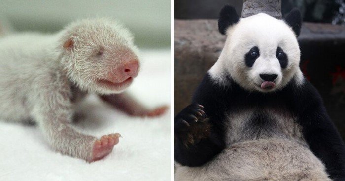15 детёнышей животных, которые не похожи на своих родителей