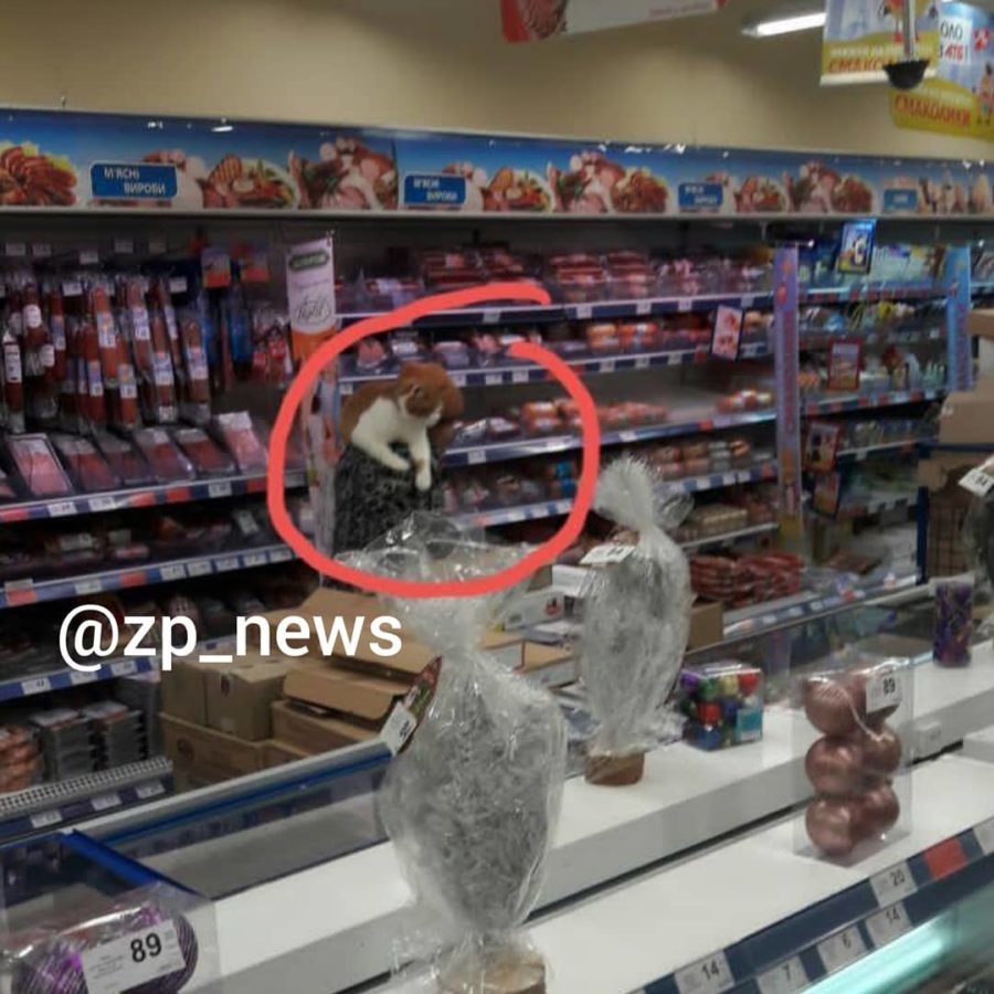 Курьез: в запорожском супермаркете заметили пушистого покупателя. ФОТО