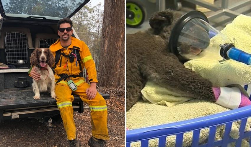 Спасатели объединились с собаками для спасения коал из горящих лесов Австралии. ФОТО