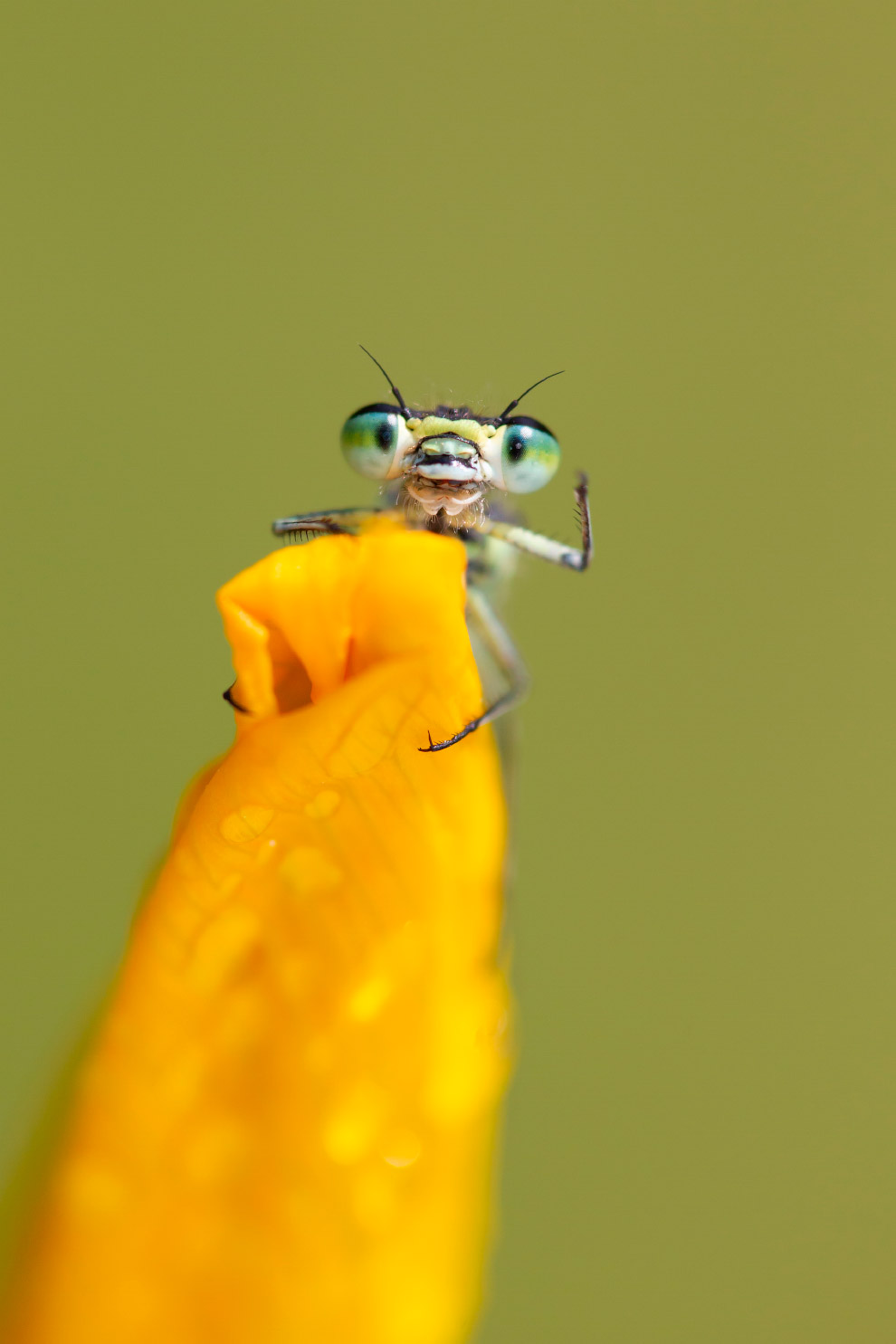 Призёры фотоконкурса Comedy Wildlife Photography Awards 2019