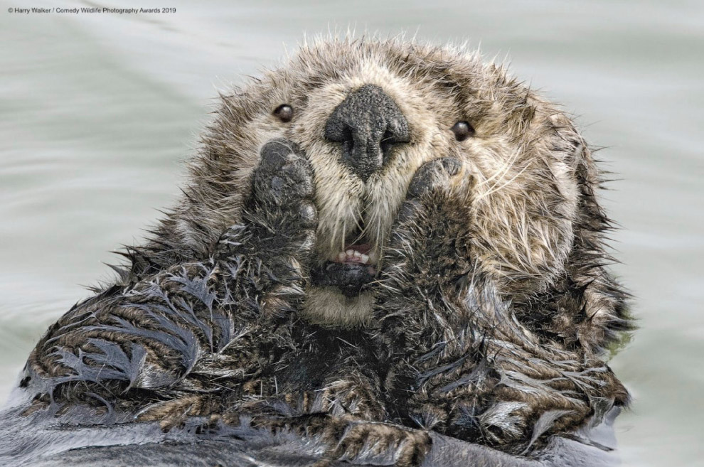 Призёры фотоконкурса Comedy Wildlife Photography Awards 2019