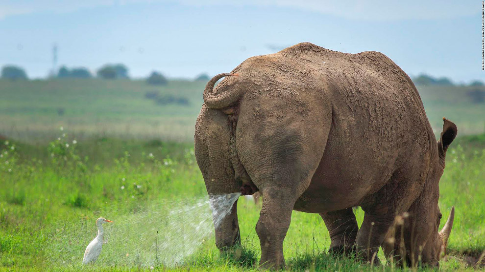 Призёры фотоконкурса Comedy Wildlife Photography Awards 2019