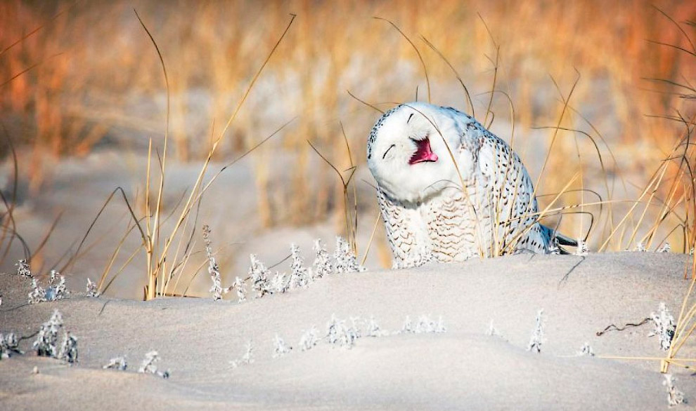 Призёры фотоконкурса Comedy Wildlife Photography Awards 2019