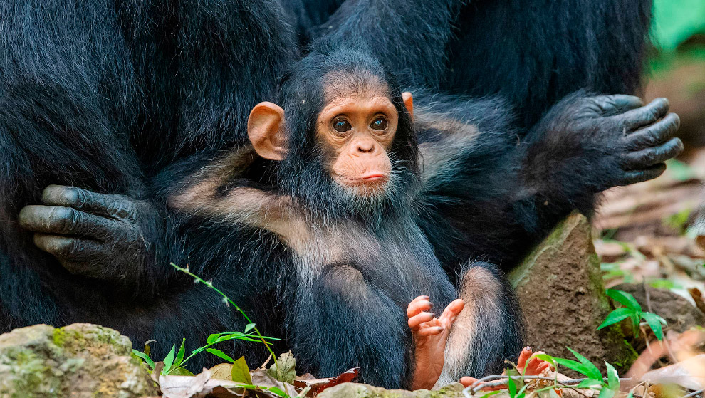 Призёры фотоконкурса Comedy Wildlife Photography Awards 2019