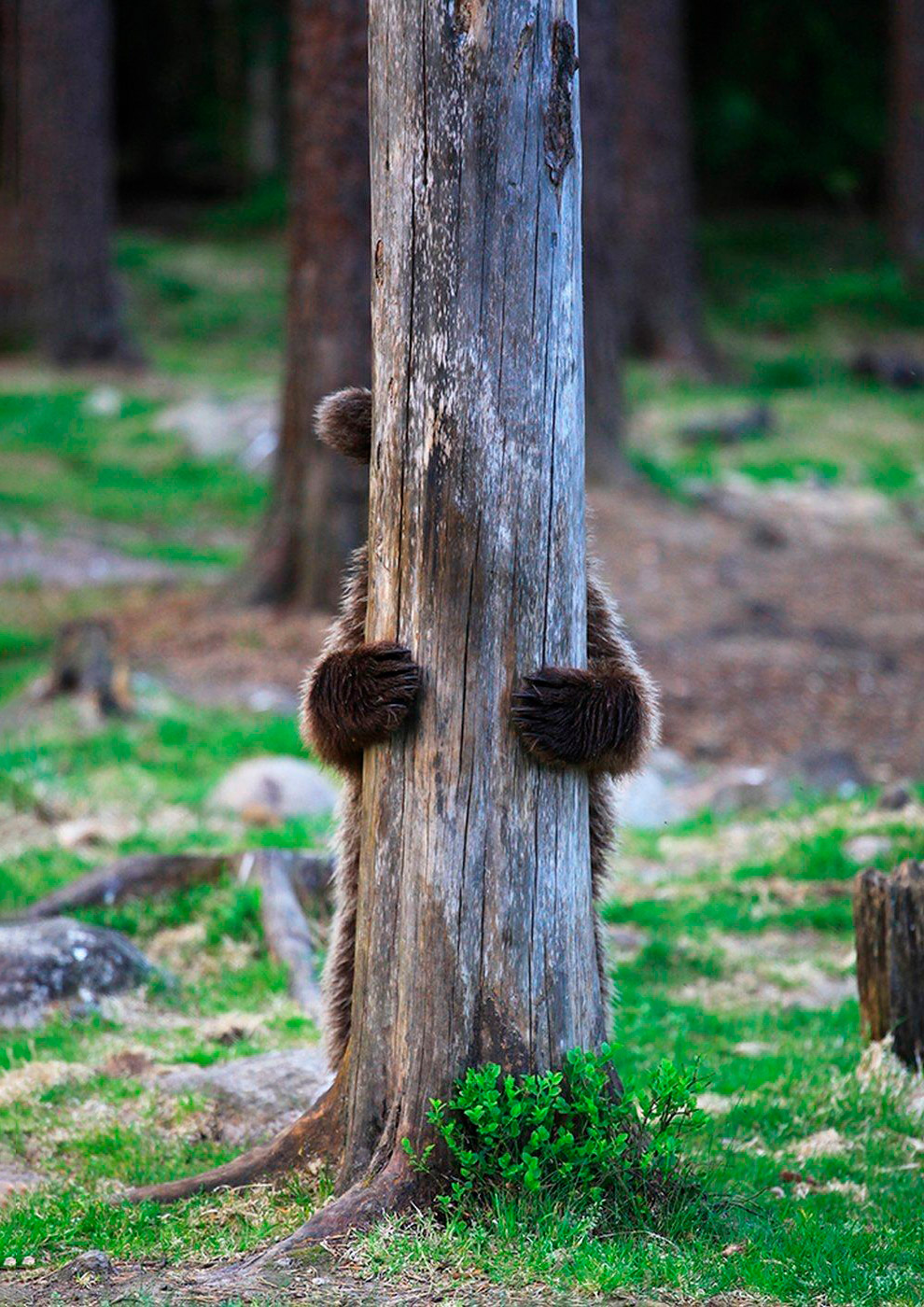 Призёры фотоконкурса Comedy Wildlife Photography Awards 2019