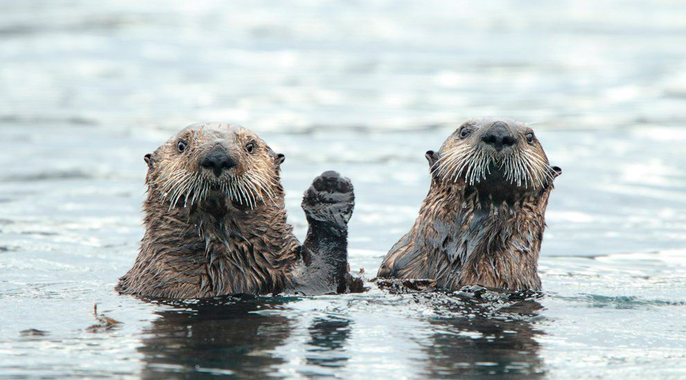 Призёры фотоконкурса Comedy Wildlife Photography Awards 2019