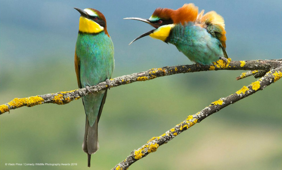 Призёры фотоконкурса Comedy Wildlife Photography Awards 2019