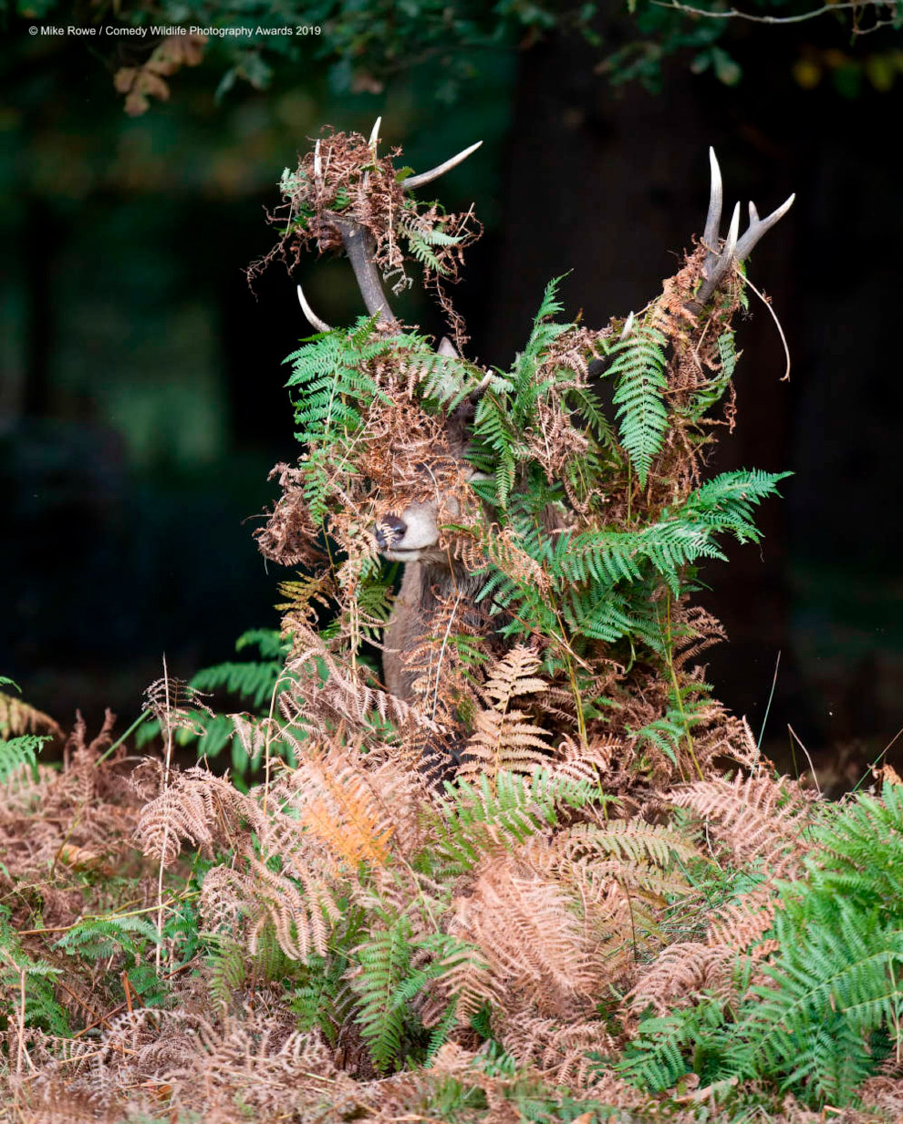 Призёры фотоконкурса Comedy Wildlife Photography Awards 2019