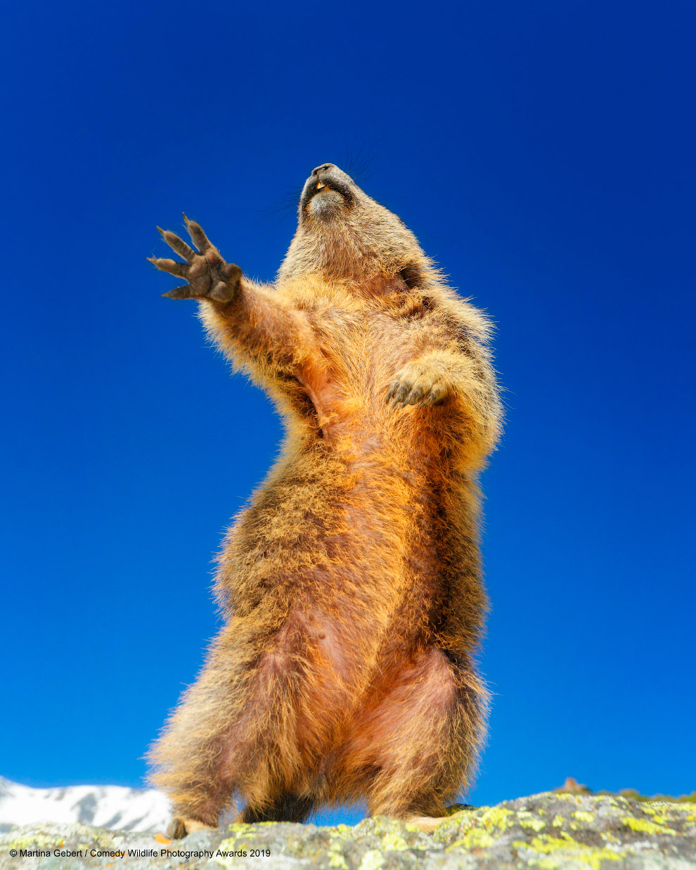 Призёры фотоконкурса Comedy Wildlife Photography Awards 2019