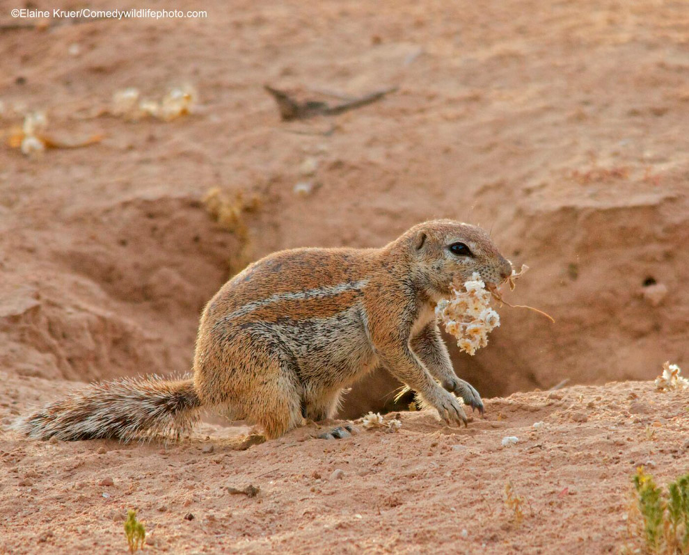 Призёры фотоконкурса Comedy Wildlife Photography Awards 2019