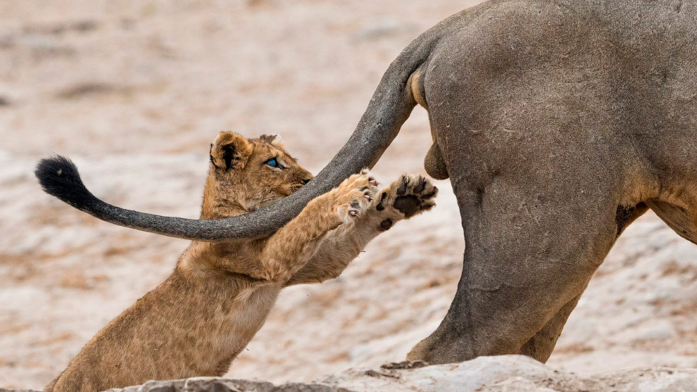 Призёры фотоконкурса Comedy Wildlife Photography Awards 2019