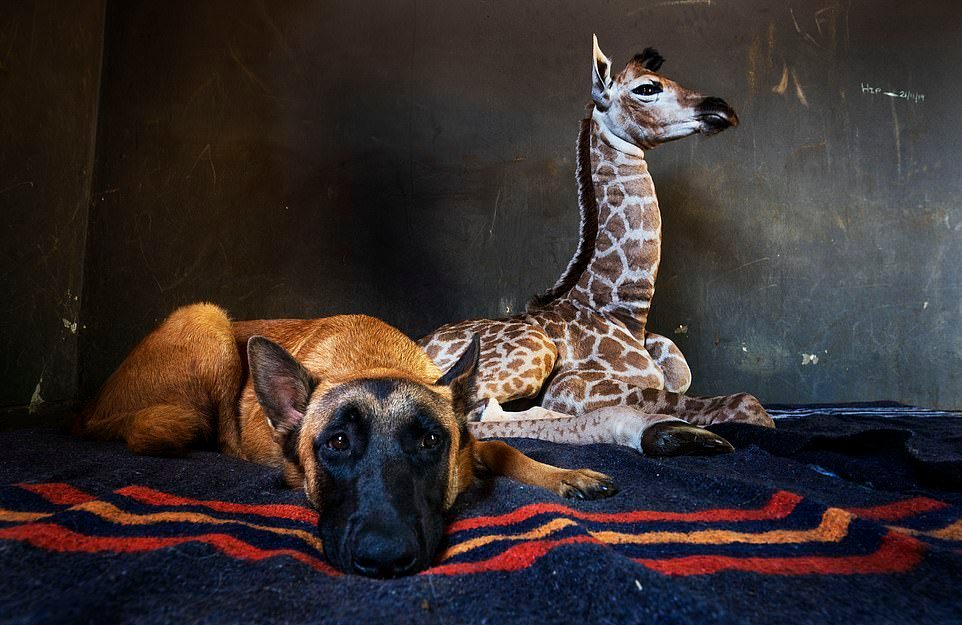 Дружба жирафенка и сторожевого пса в приюте для животных