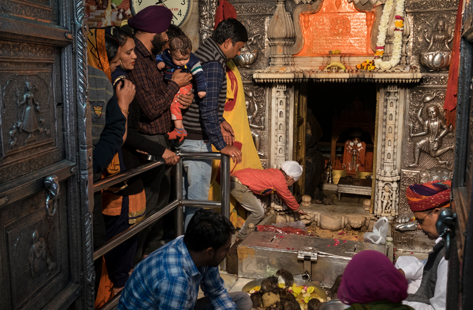 Крысиный храм в Индии, где поклоняются грызунам