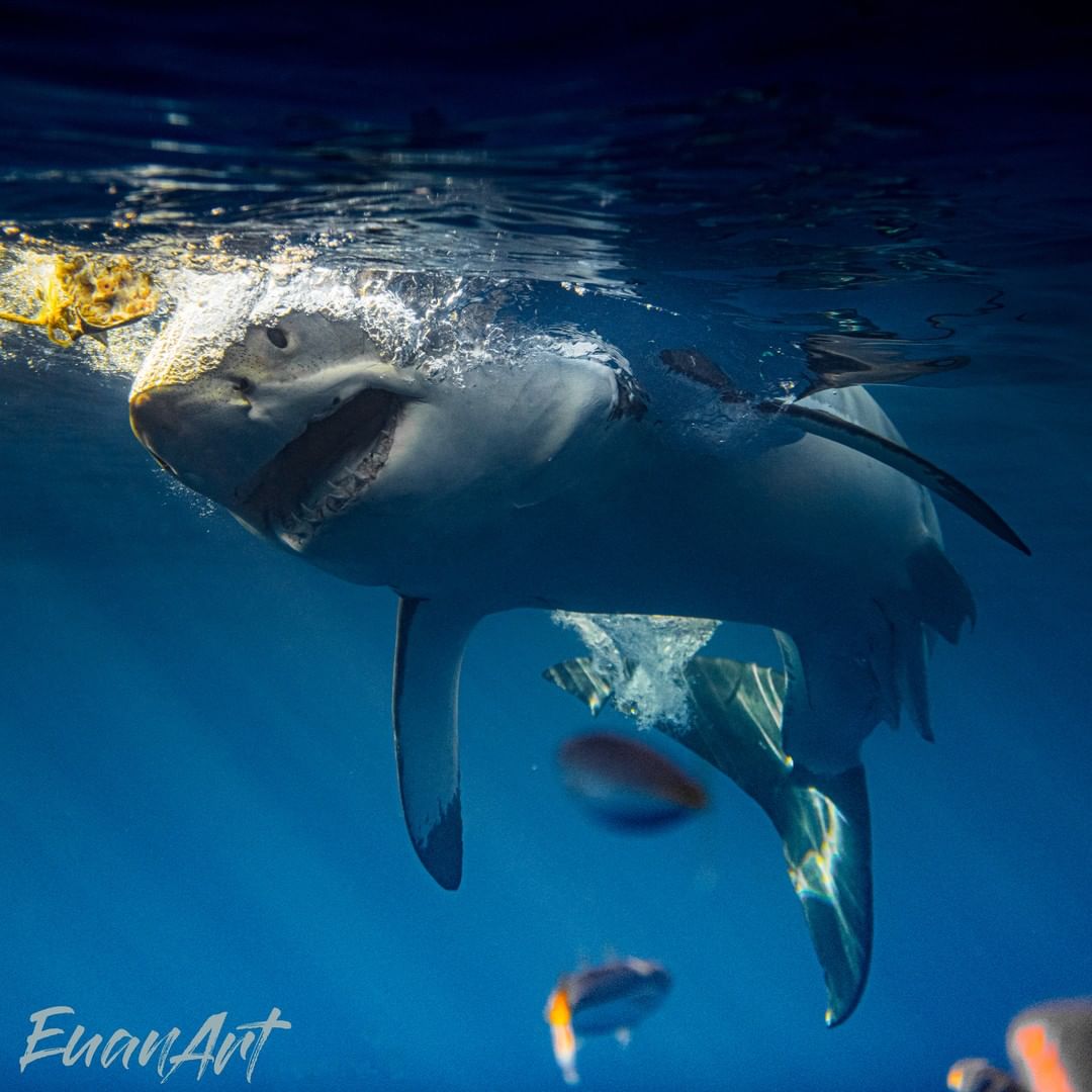 Британский фотограф делает невероятные снимки акул