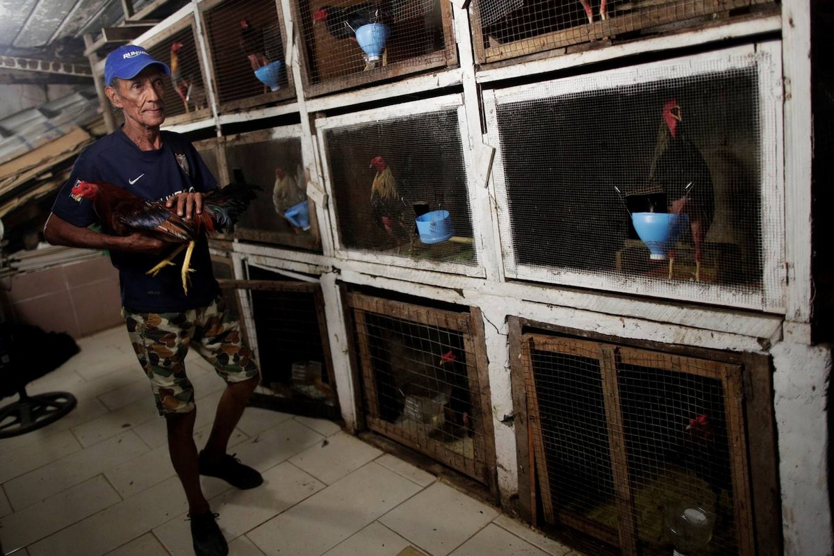 Петушиные бои как традиция и спорт в Панаме