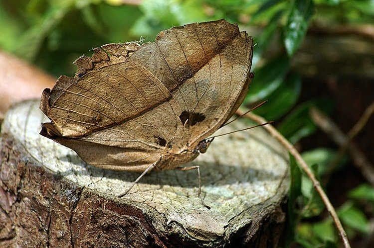 Мастер маскировки под сухие листья среди насекомых