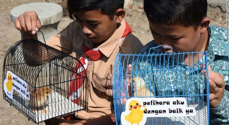 Индонезийские школьники смотрят на птенцов в клетках с табличками, на которых написано «Пожалуйста, хорошо позаботься обо мне» / фото CNN