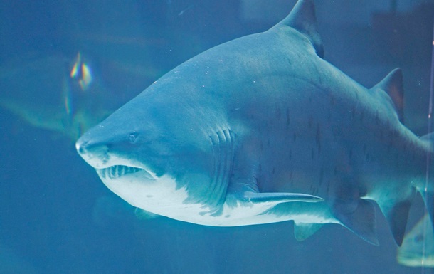 В Австралии серфера съела акула