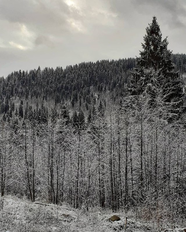 Украинские Карпаты завалило снегом: в сети показали впечатляющие фото