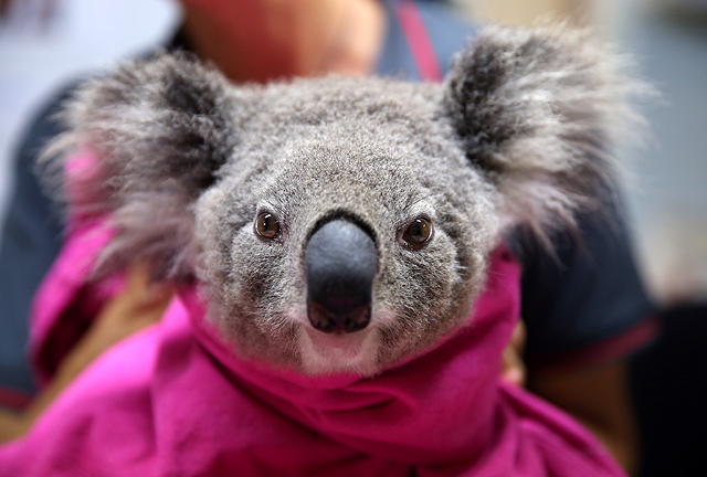 Спасение коал после сильнейших пожаров в Австралии. ФОТО