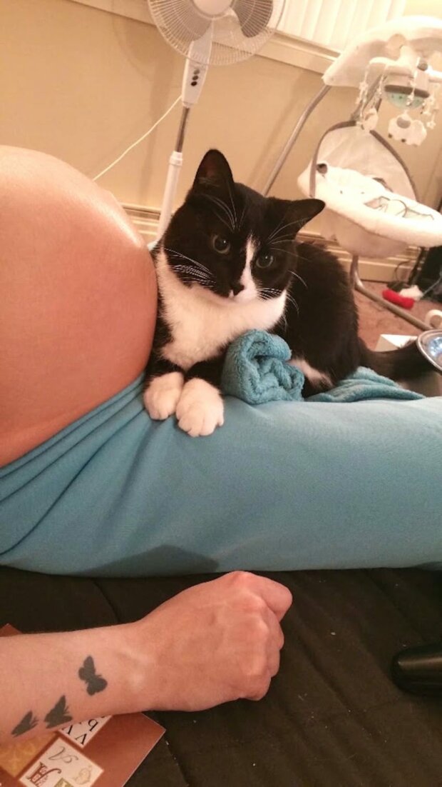 Курьезная история про кота, защищавшего беременную хозяйку, стала хитом сети. ФОТО