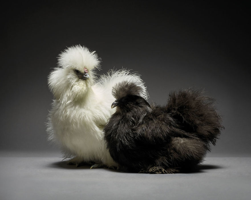 Фото куриных пар, которые показывают, какая разная бывает любовь. ФОТО