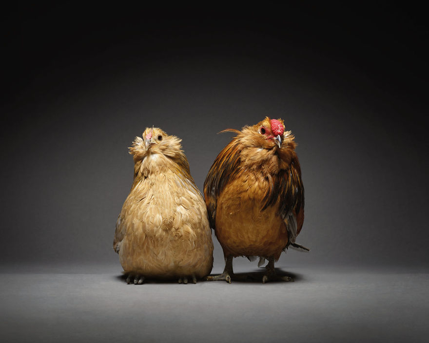 Фото куриных пар, которые показывают, какая разная бывает любовь. ФОТО