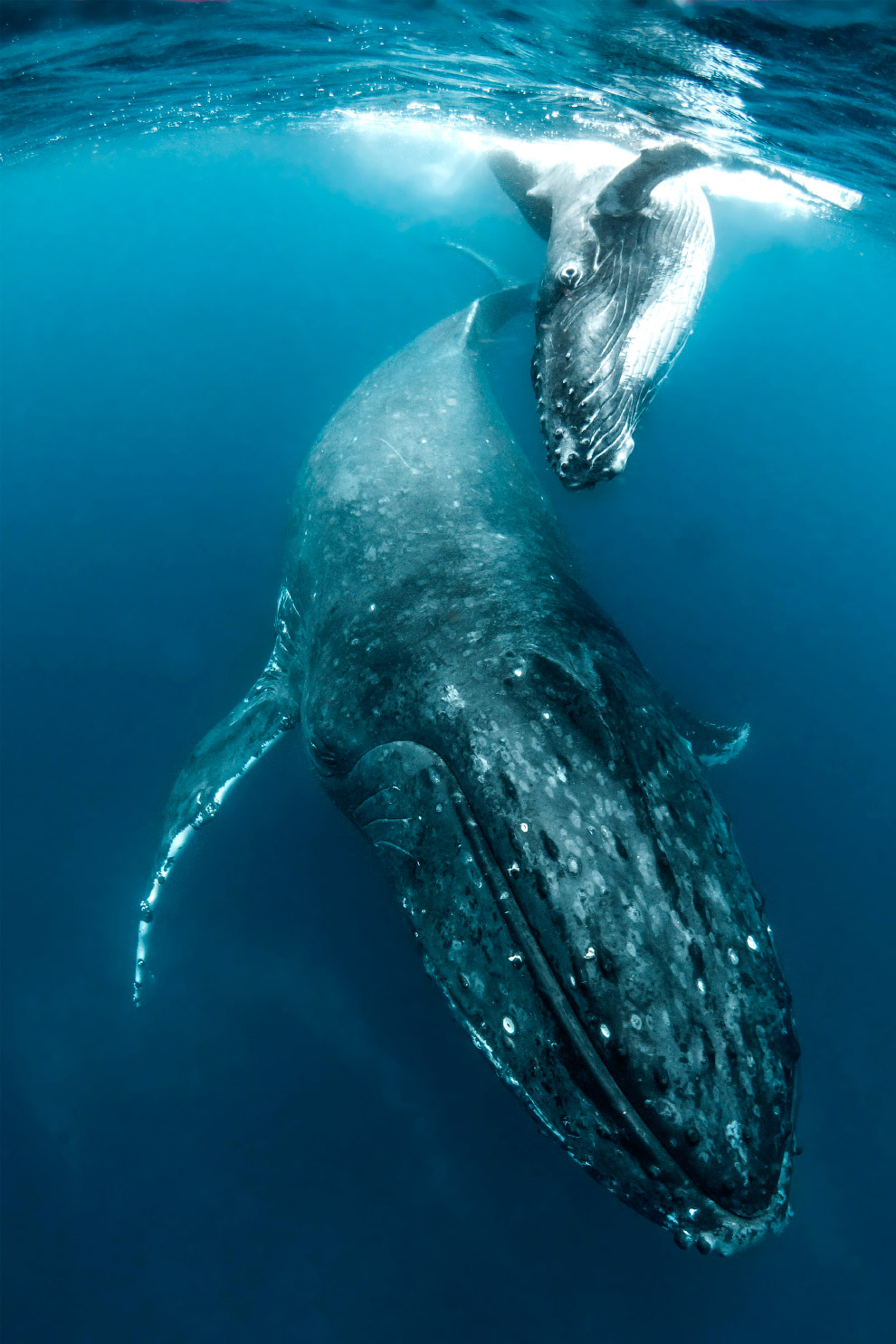 Плавание с величественными горбатыми китами