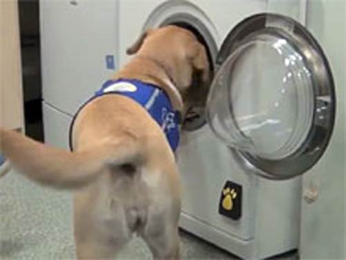 В Британии создали стиральную машину, которую запускает лай собаки