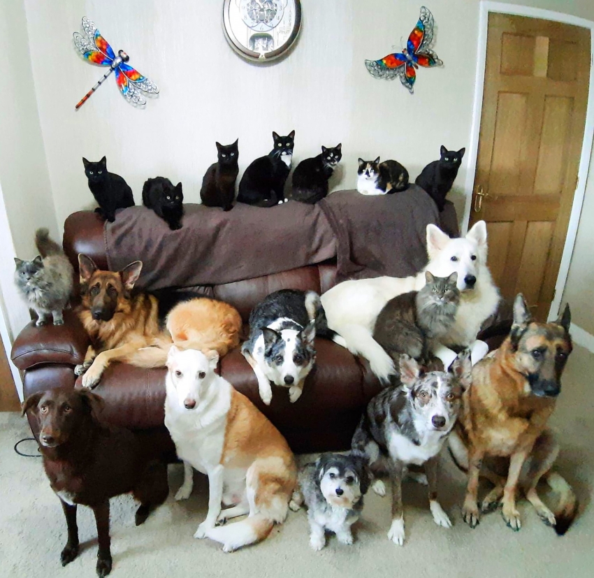 Хозяйка 17 кошек и собак собрала всех животных на одном фото — сделать его было непросто. ФОТО