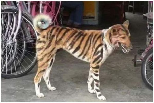 Фермер покрасил свою собаку «под тигра» – чтобы отпугивать обезьян. ФОТО