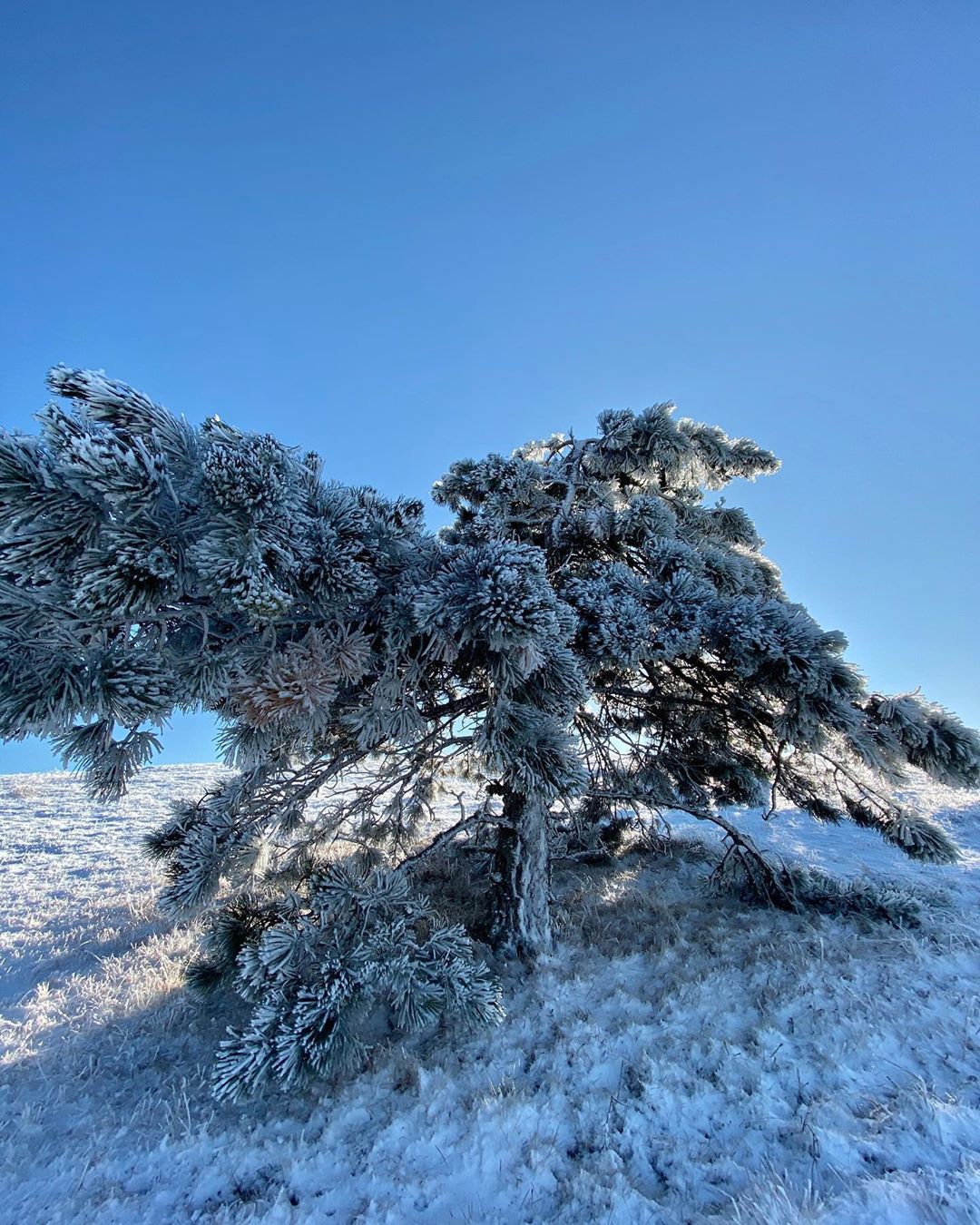 Завалило снегом: в сети показали впечатляющие фото зимы в Крыму. ФОТО