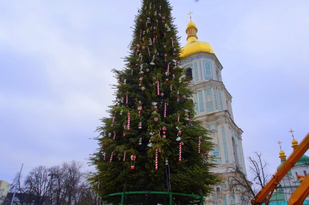 В Киеве установили главную елку Украины. ФОТО