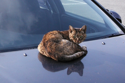 Запах паленой шерсти помог найти кота рядом с глушителем машины 