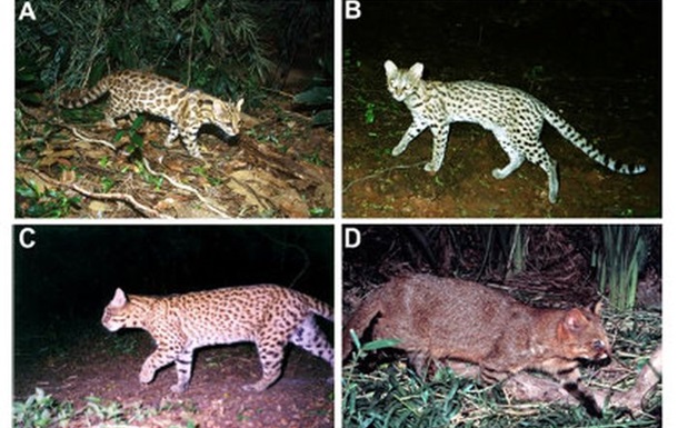 В Бразилии обнаружили неизвестный вид диких кошек