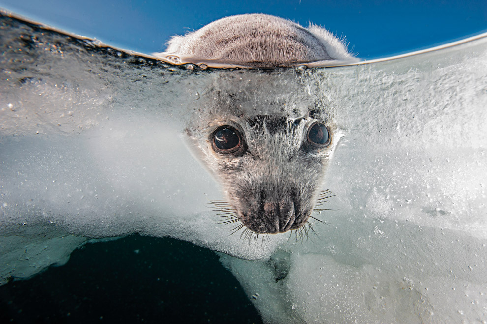 Лучшие фотографии от National Geographic 2019