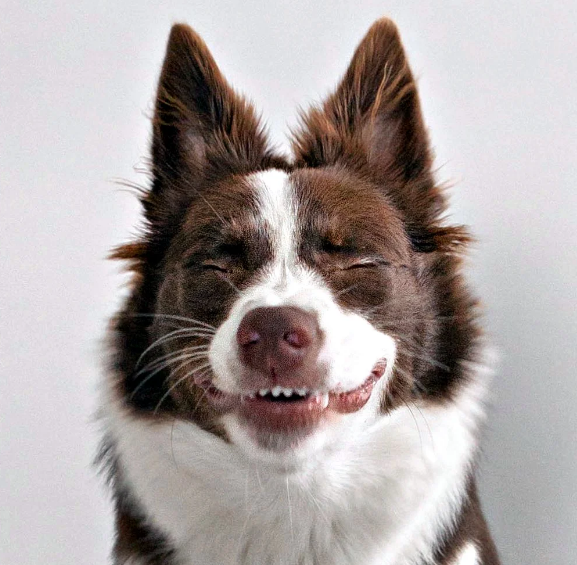 Собаки-улыбаки: забавные выражения на мордах домашних питомцев