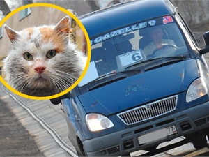 Пассажиры маршрутки спасли замерзшего кота, купив ему билет на проезд 