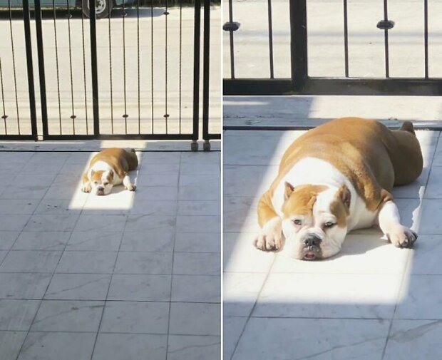В сети смеются над собакой, которая соскучилась по летним солнечным дням и не скрывает это. ВИДЕО