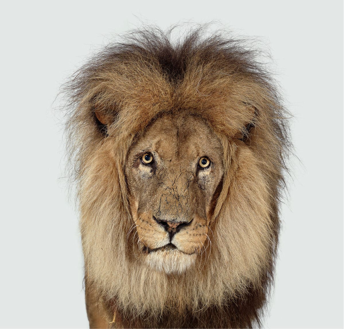 Британский фотограф показал, что в каждом звере — свой характер. ФОТО