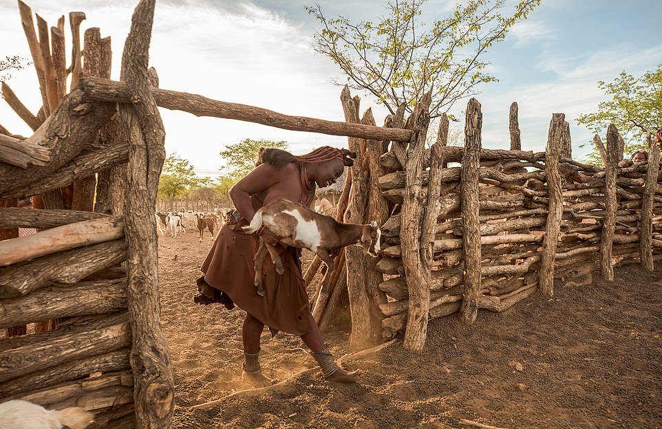 Мужчины племени Химба со стадом ушли из-за засухи