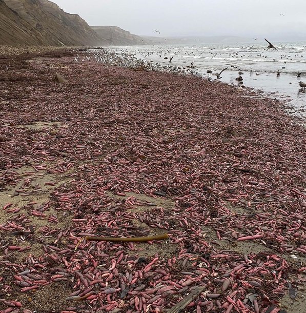 Тысячи \"рыб-пенисов\" засыпали пляж в Калифорнии. ФОТО