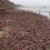 Тысячи \"рыб-пенисов\" засыпали пляж в Калифорнии. ФОТО