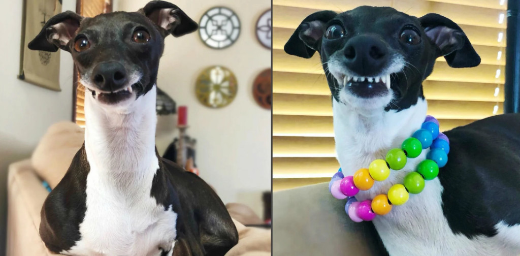 Собаки-улыбаки: забавные выражения на мордах домашних питомцев. ФОТО
