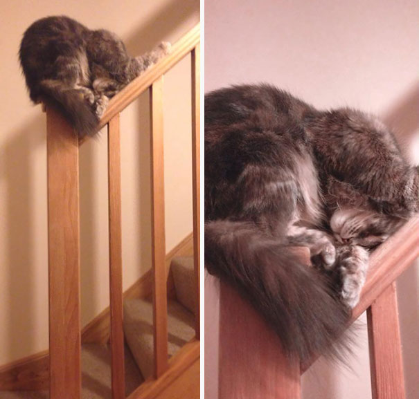 Уснули, где могли: забавные фотоулики того, что кошки могут принимать любую форму