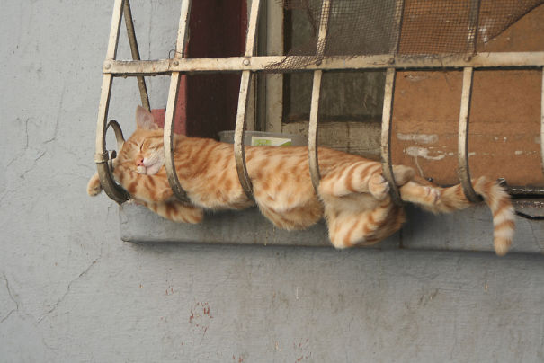 Уснули, где могли: забавные фотоулики того, что кошки могут принимать любую форму